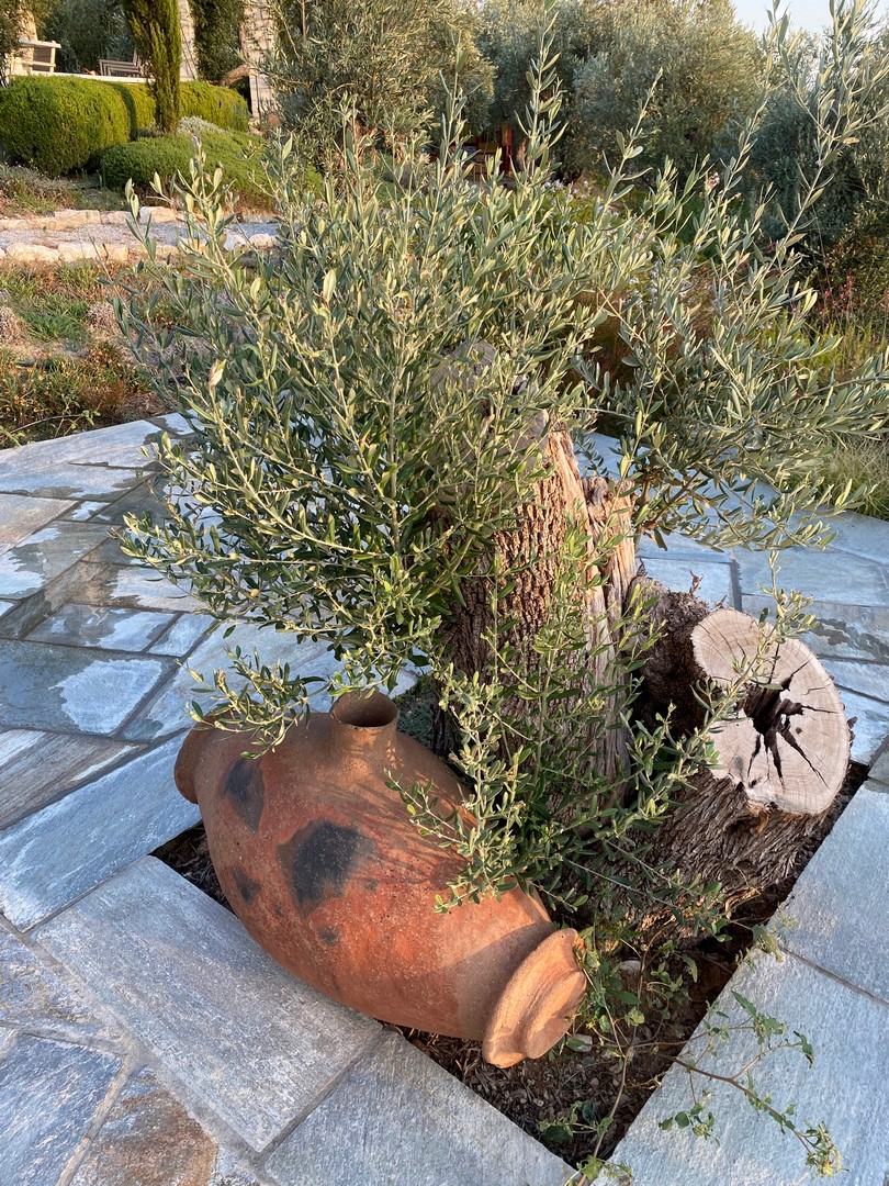 Oudoor photo of an Olive tree